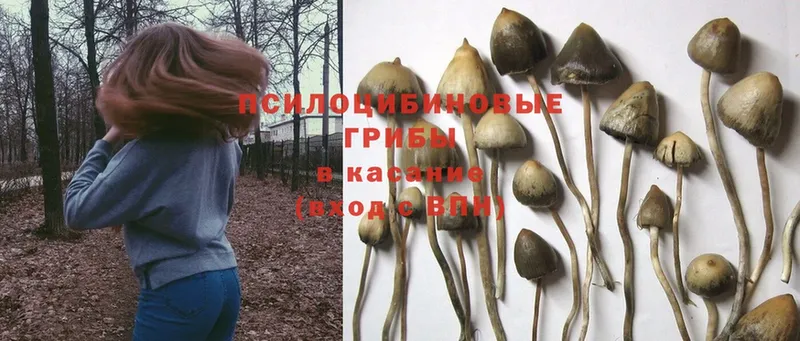 Галлюциногенные грибы Cubensis  сайты даркнета телеграм  Каргополь 